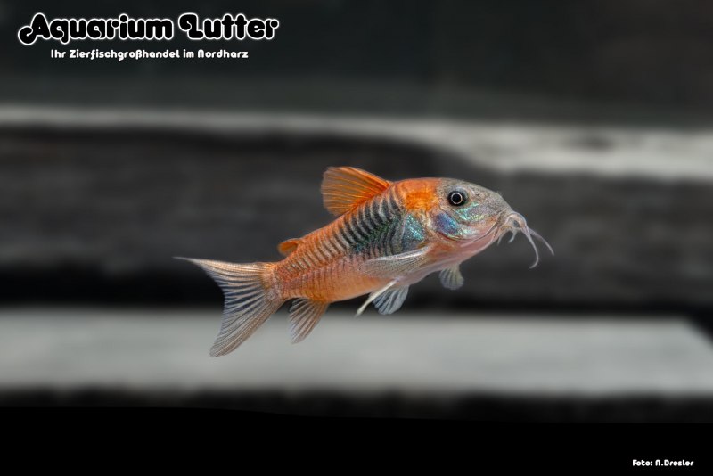 Коридорас CW 021 Corydoras cw021