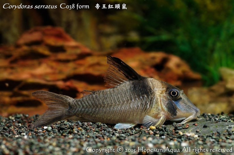 Сом коридорас аквариумный