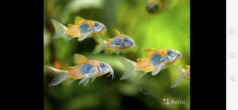 Коридорас Венесуэла оранж