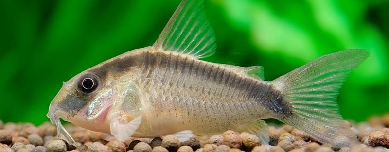 Рыбка сомик коридорас