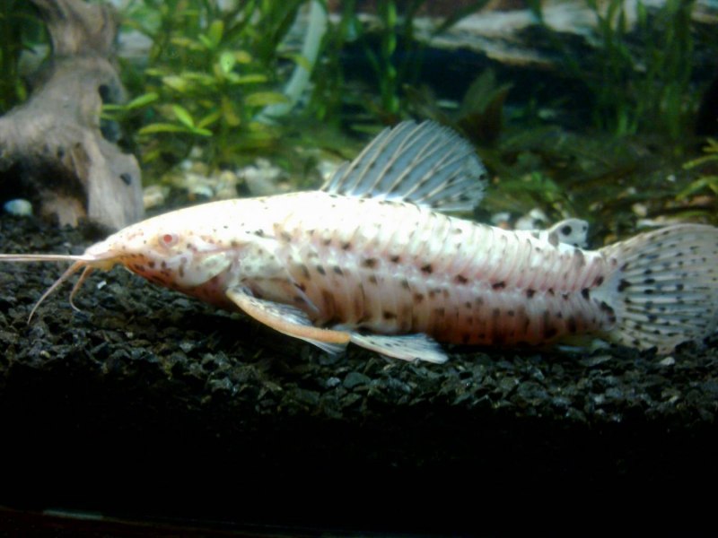 Коридорас Штерба Corydoras sterbai