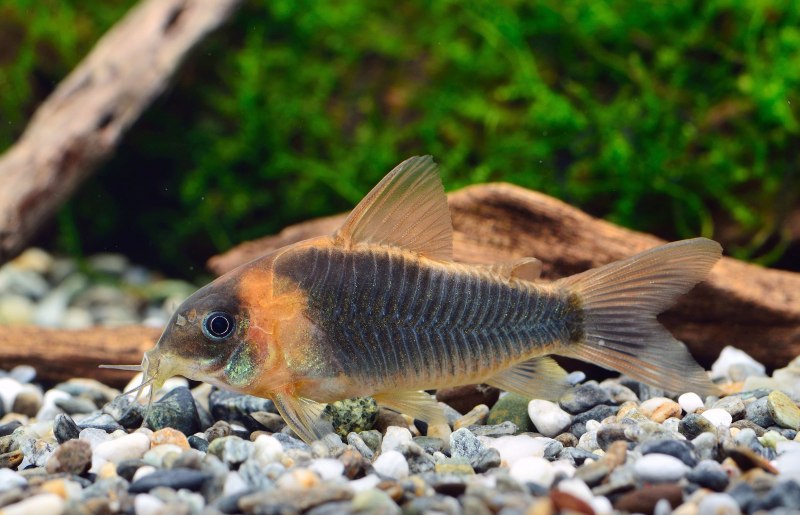 Коридорас Блэк