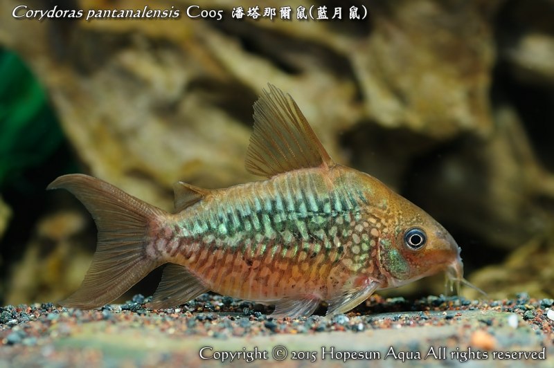 Corydoras SP cw028