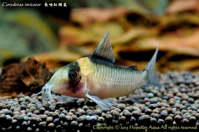 Сомик коридорас вуалевый