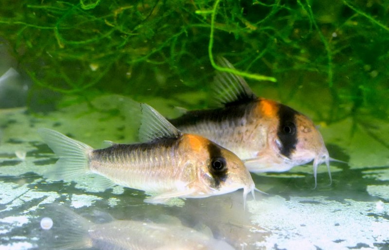 Коридорас Штерба