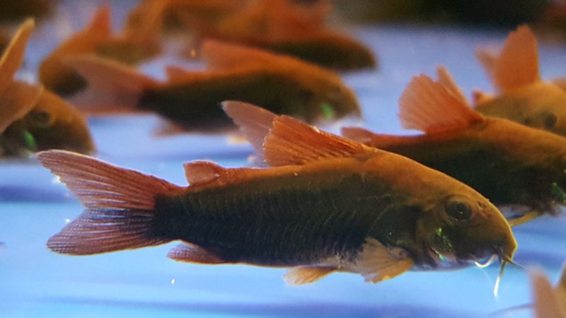 Коридорас Венесуэла Блэк