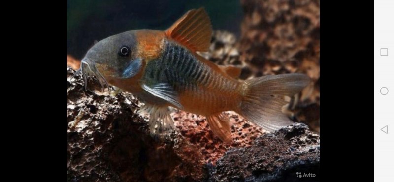 Коридорас Венесуэла Блэк