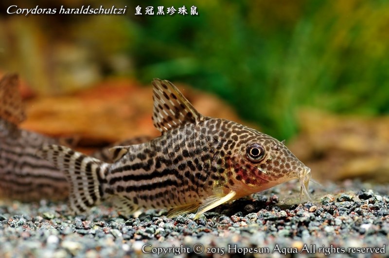 Окунеобразные Речной окунь