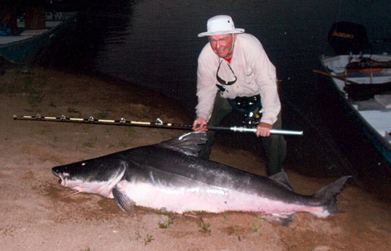 Европейский сом Silurus GLANIS