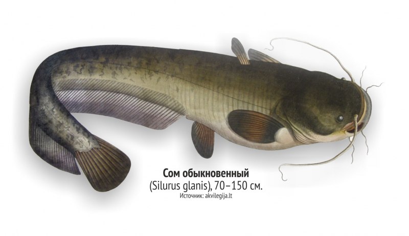 Венесуэла 50 Боливар 2018