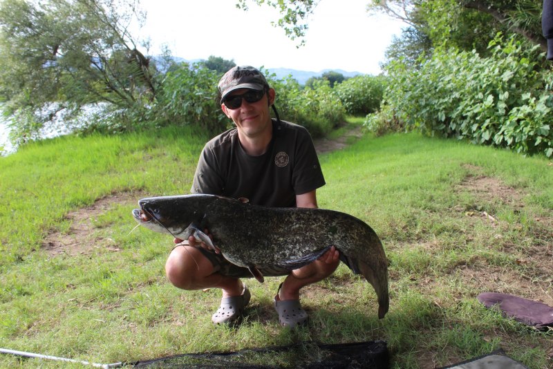 Обыкнове́нный сом Silurus GLANIS)