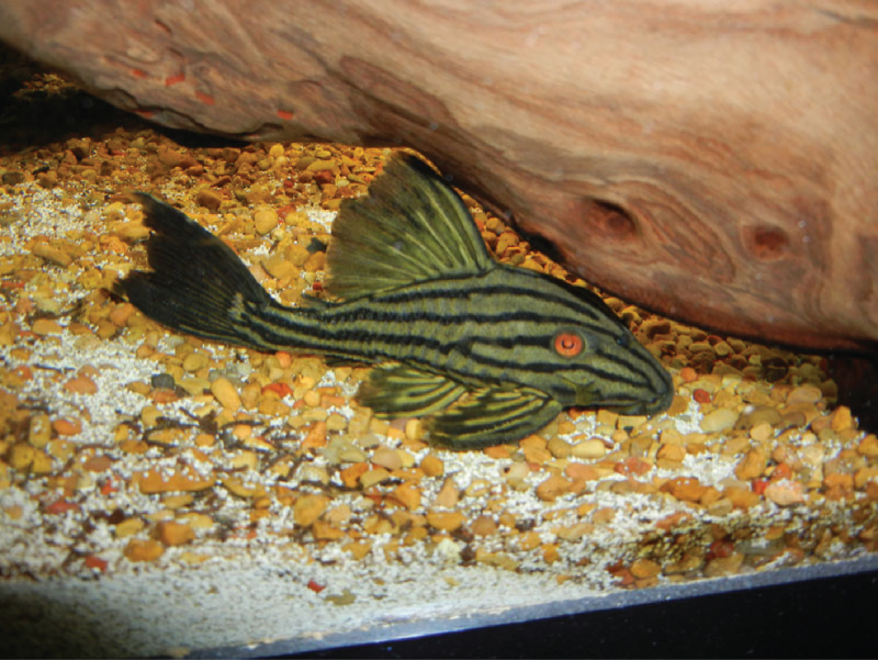 Краснохвостый Оринокский сом