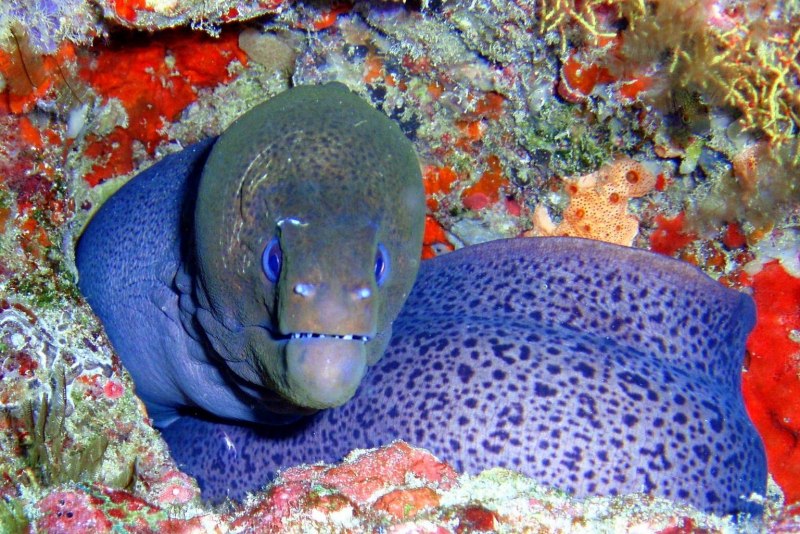 Озерные рыбы сомики