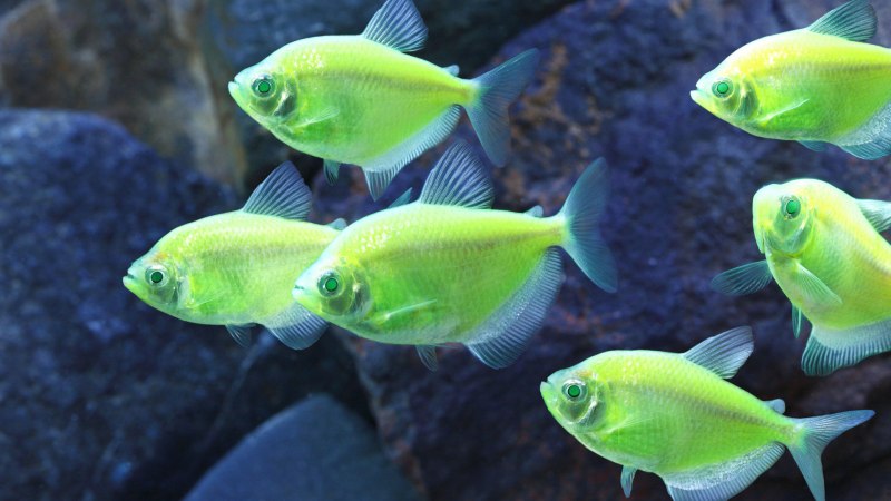 Рыбка сомик таракатум