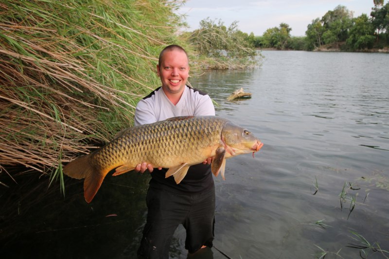 Болотный сом