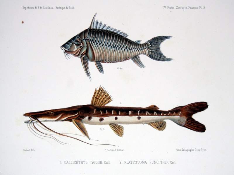 Венесуэла Байрак