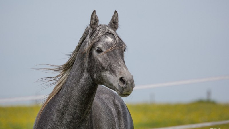 Лошадь сивой масти