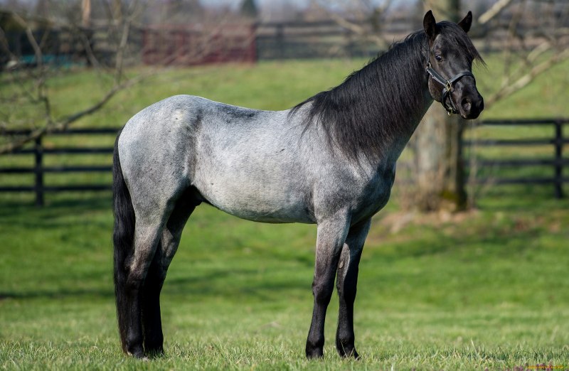 Вороно-Чалая масть