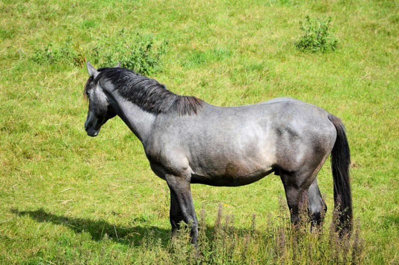 Сивая масть лошади