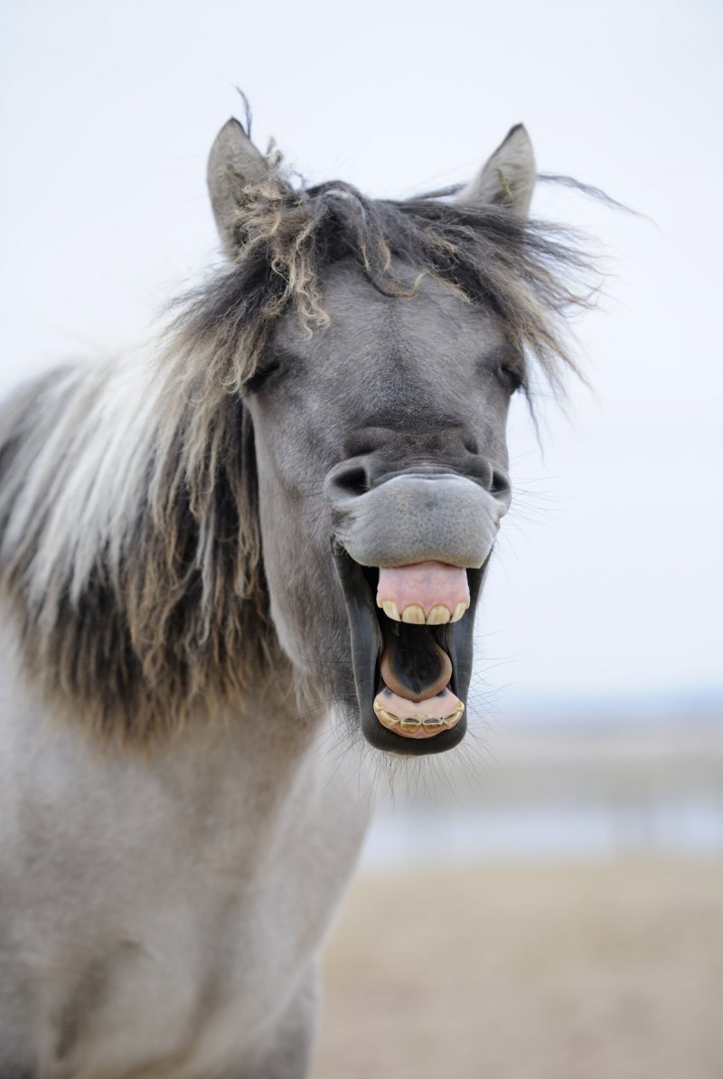 Лошадь смеется