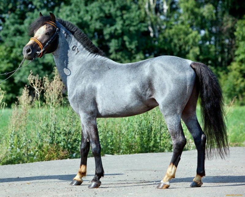 Конь Сивый мерин