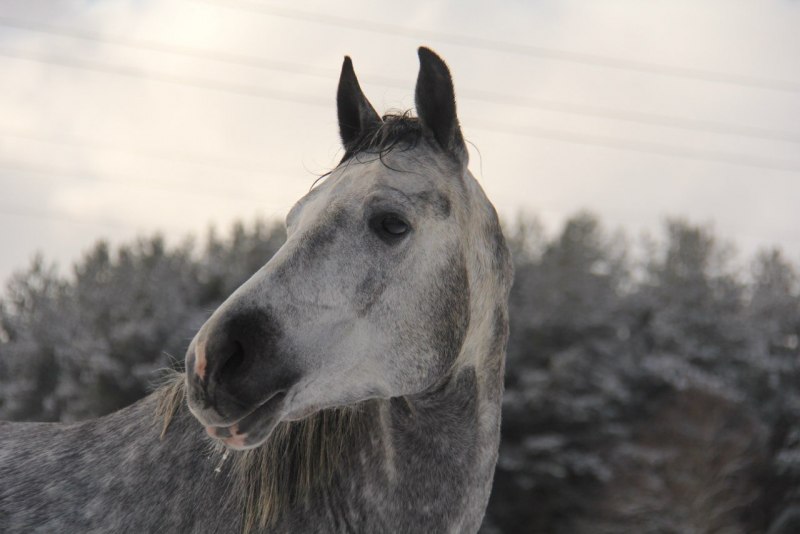 Сивый мерин лошадь