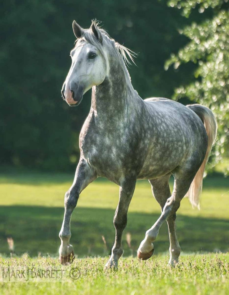 Орловский рысак серый в яблоках