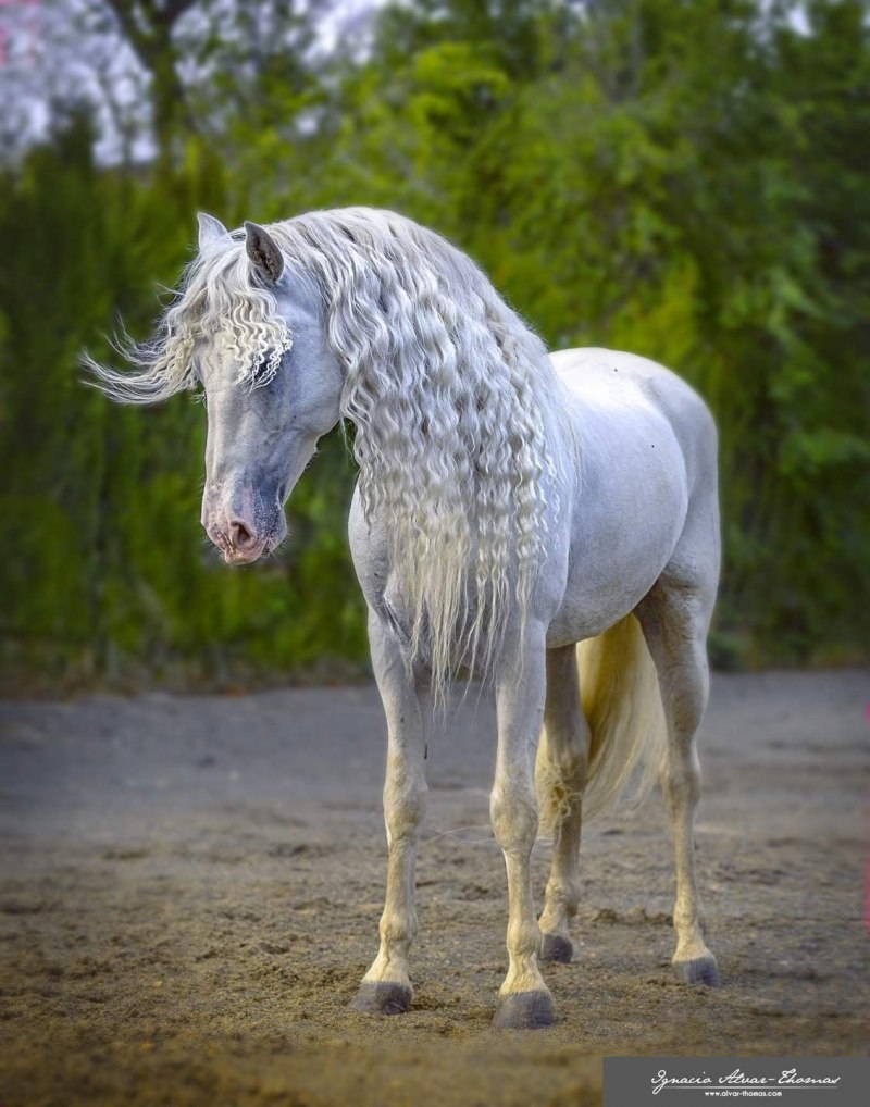 Светло мышастая масть лошади