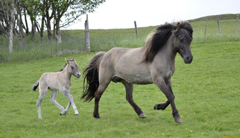 Мышастая масть масть лошади