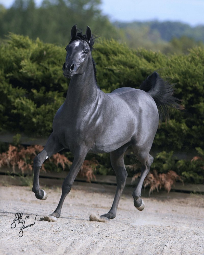 Серая лошадь Уэльс