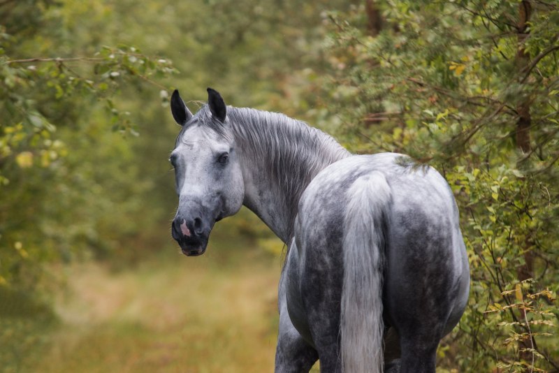 Лузитано лошадь серая