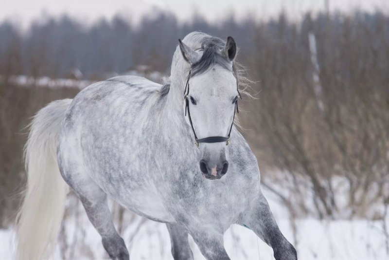 Вороно-Чалая масть лошади