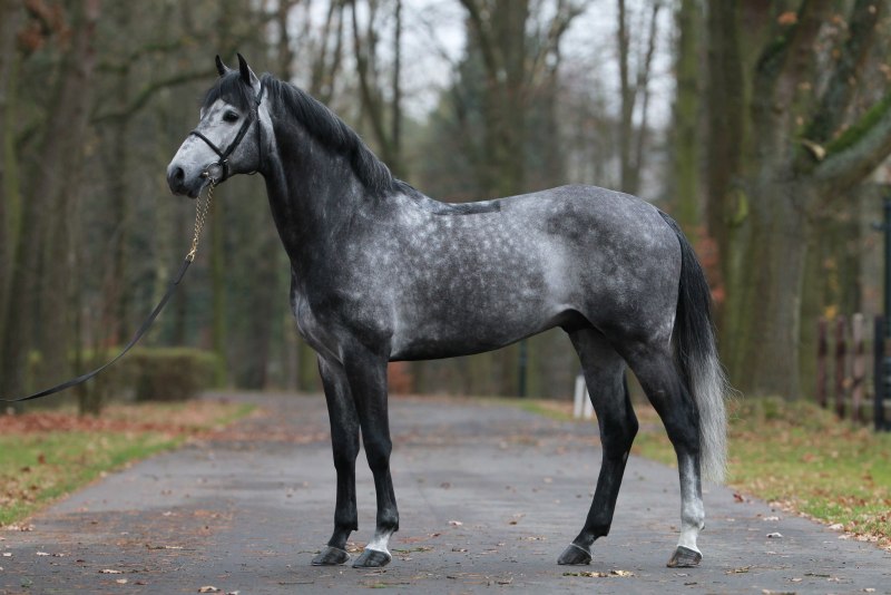 Мышастая масть масть лошади