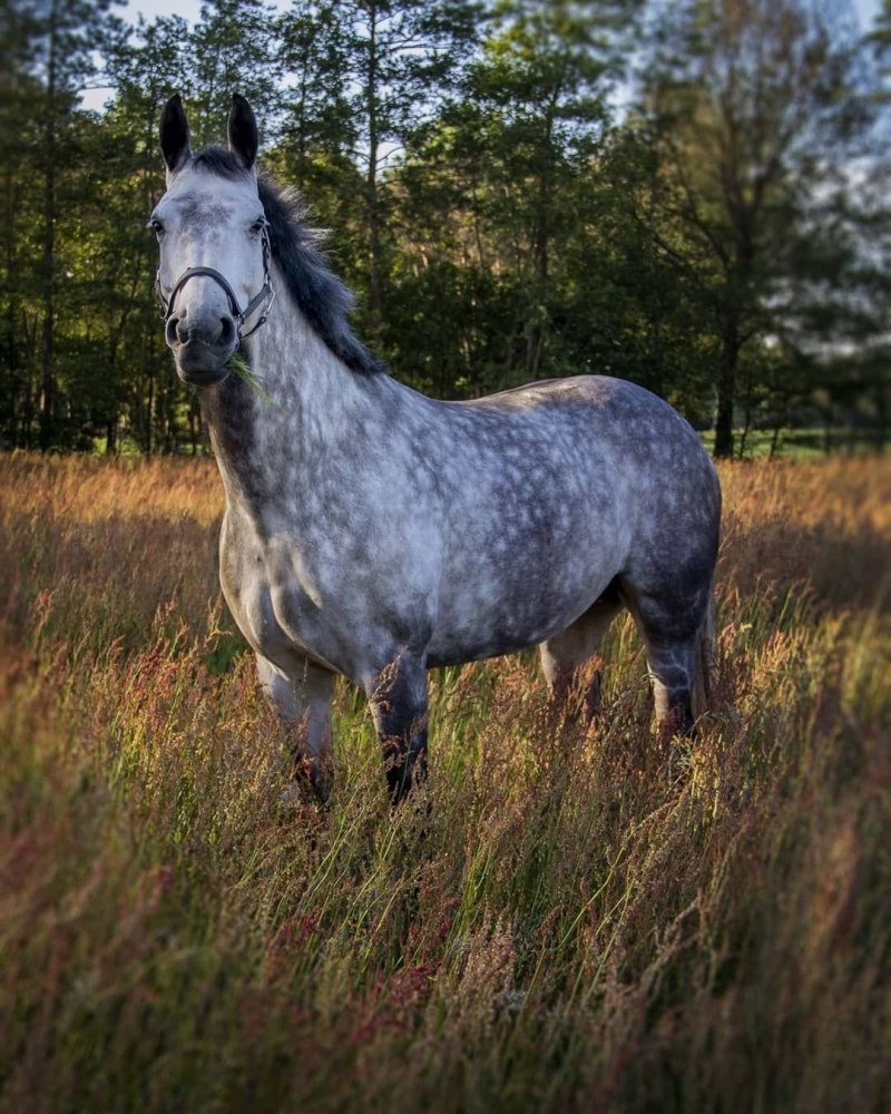 Орловский рысак масти