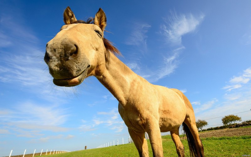 Сивая масть лошади