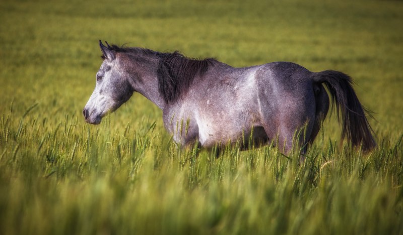 Андалузская лошадь мышастая