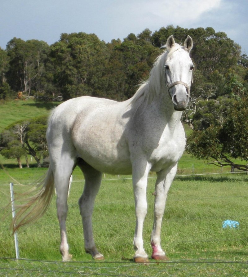 Лошади с длинной гривой и разноцветные