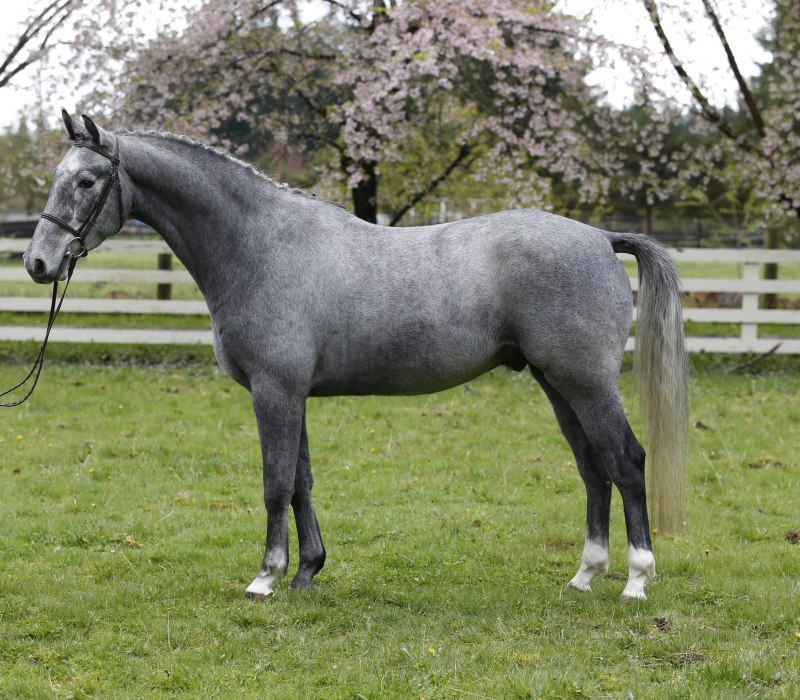 Серая масть лошади