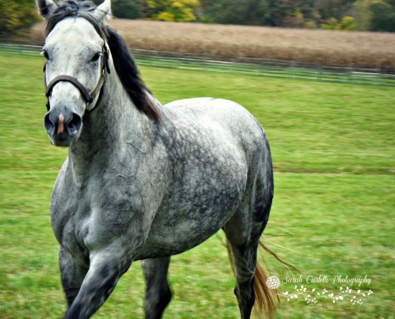 Сивая масть лошади