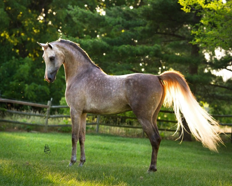 Мышастая масть