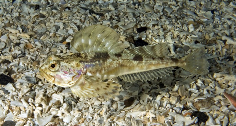 Морской бычок черное море