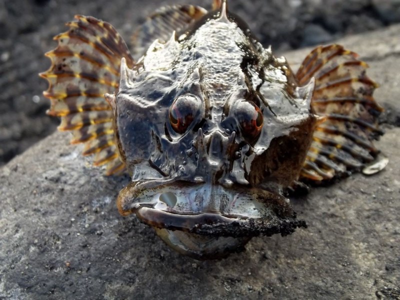 Краб подкаменщик