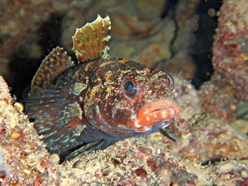 Дальневосточный бычок рыба