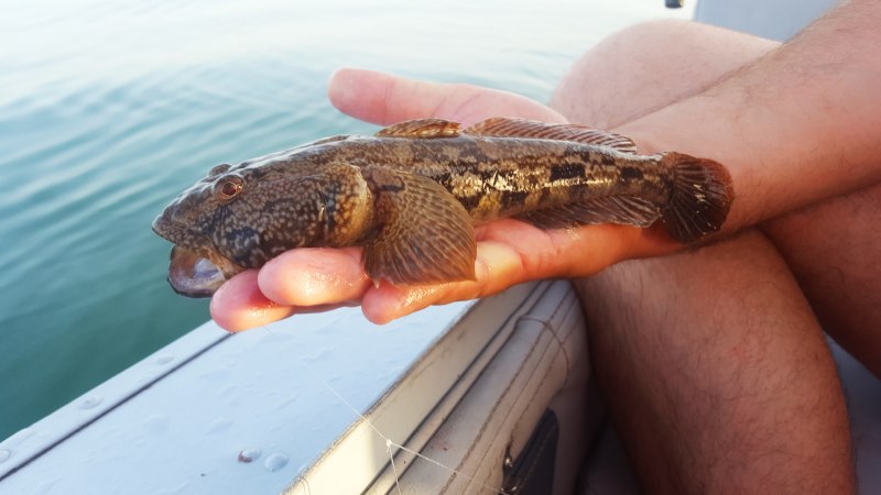 Бычок подкаменщик Черноморский