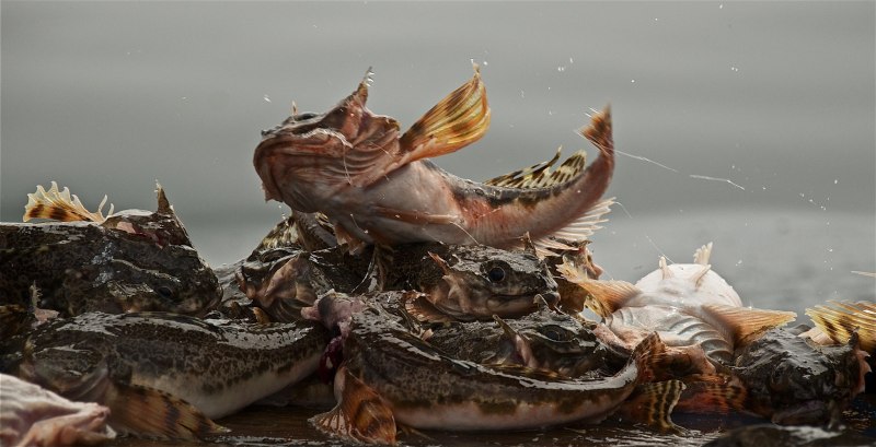 Ротан подкаменщик