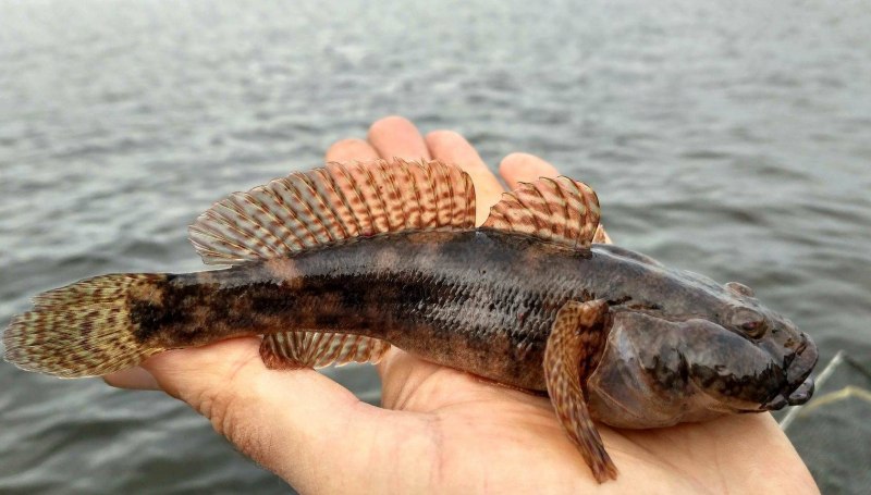 Морской Ерш скорпена черное море