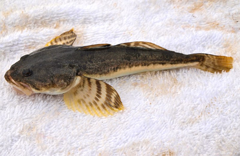 Терпуг Камчатка рыбалка