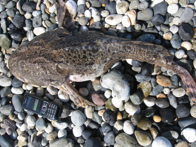 Камчатский бычок рыба