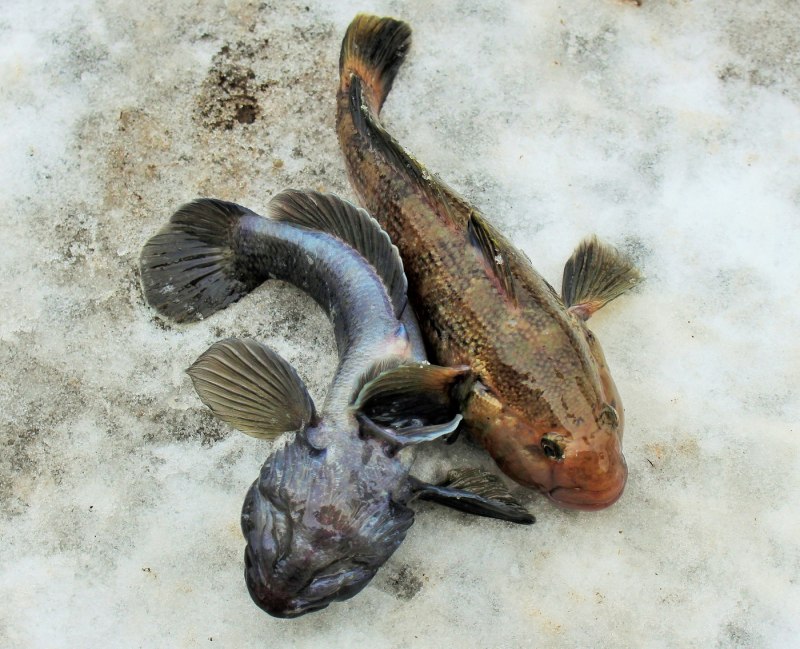 Бычок Черноморский