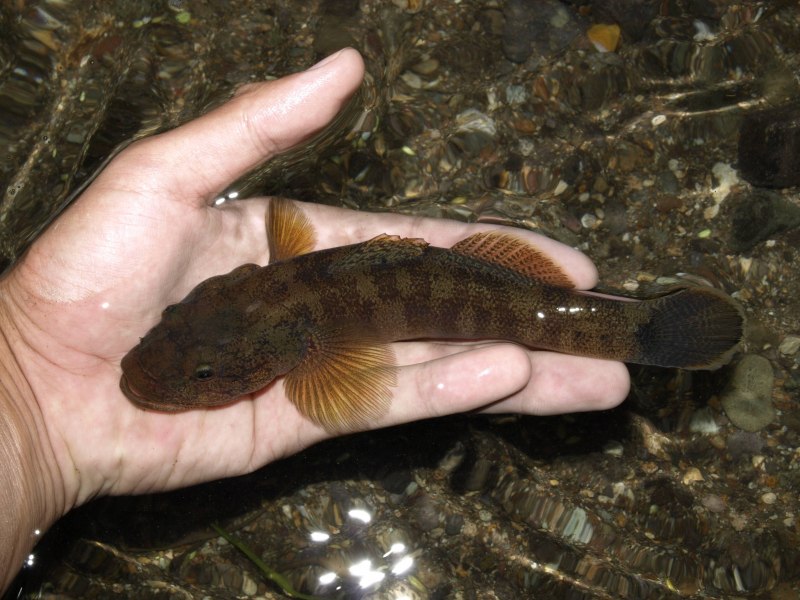 Бычок подкаменщик малек